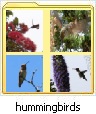 hummingbirds.jpg 96x114